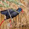 Pollo sultano - Purple Swamphen (Porphyrio porphyrio)