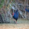 Pollo sultano - Purple Swamphen (Porphyrio porphyrio)