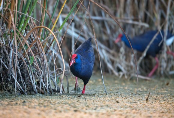 Pollo sultano - Purple Swamphen (Porphyrio porphyrio)