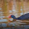 Pollo sultano - Purple Swamphen (Porphyrio porphyrio)