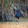 Pollo sultano - Purple Swamphen (Porphyrio porphyrio)