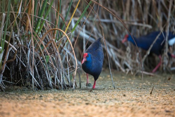 Pollo sultano - Purple Swamphen (Porphyrio porphyrio)