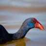 Pollo sultano - Purple Swamphen (Porphyrio porphyrio)