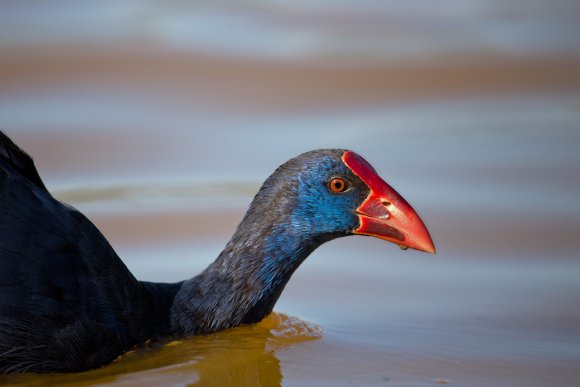 Pollo sultano - Purple Swamphen (Porphyrio porphyrio)