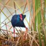 Pollo sultano - Purple Swamphen (Porphyrio porphyrio)