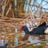 Pollo sultano - Purple Swamphen (Porphyrio porphyrio)