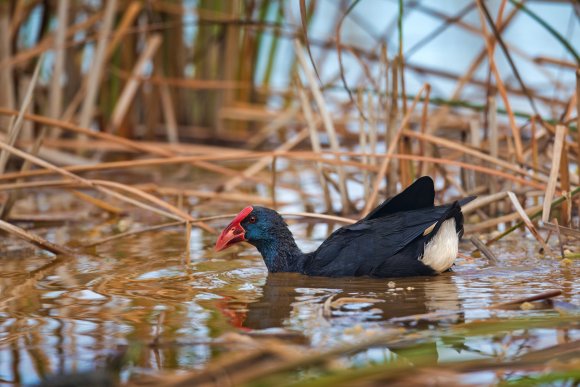 Pollo sultano - Purple Swamphen (Porphyrio porphyrio)