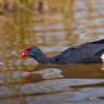 Pollo sultano - Purple Swamphen (Porphyrio porphyrio)