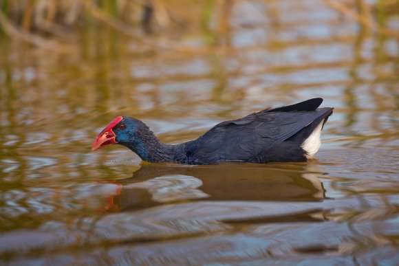 Pollo sultano - Purple Swamphen (Porphyrio porphyrio)