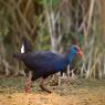 Pollo sultano - Purple Swamphen (Porphyrio porphyrio)