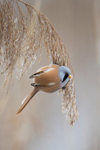 Basettino - Bearded Tit (Panurus biarmicus)