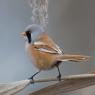 Basettino - Bearded Tit (Panurus biarmicus)