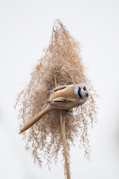 Basettino - Bearded Tit (Panurus biarmicus)