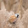 Basettino - Bearded Tit (Panurus biarmicus)