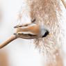 Basettino - Bearded Tit (Panurus biarmicus)