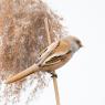 Basettino - Bearded Tit (Panurus biarmicus)