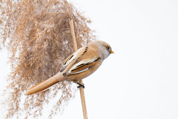 Basettino - Bearded Tit (Panurus biarmicus)