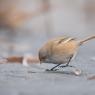 Basettino - Bearded Tit (Panurus biarmicus)