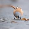 Basettino - Bearded Tit (Panurus biarmicus)