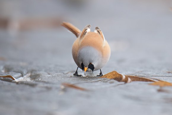 Basettino - Bearded Tit (Panurus biarmicus)