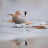 Basettino - Bearded Tit (Panurus biarmicus)