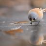 Basettino - Bearded Tit (Panurus biarmicus)