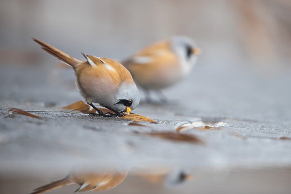 Basettino - Bearded Tit (Panurus biarmicus)