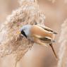 Basettino - Bearded Tit (Panurus biarmicus)