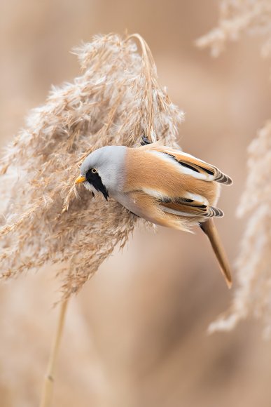 Basettino - Bearded Tit (Panurus biarmicus)