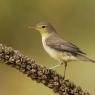 Canapino -  Melodious warbler (Hippolais polyglotta)