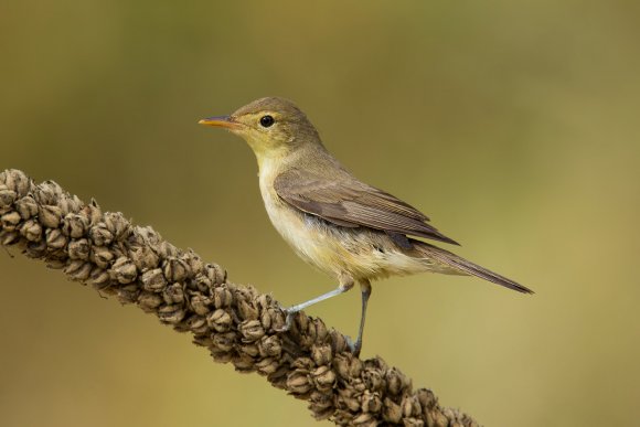 Canapino -  Melodious warbler (Hippolais polyglotta)