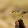 Canapino -  Melodious warbler (Hippolais polyglotta)