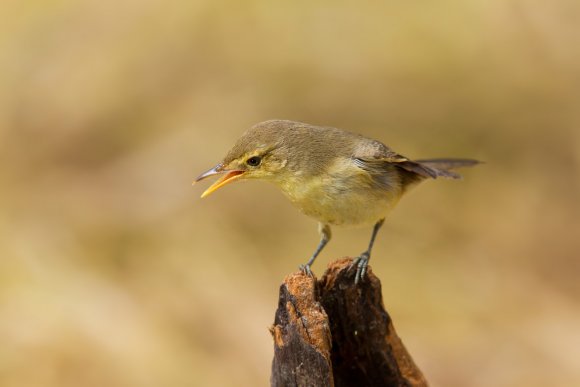 Canapino -  Melodious warbler (Hippolais polyglotta)