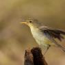 Canapino -  Melodious warbler (Hippolais polyglotta)