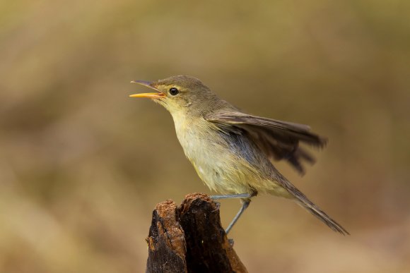 Canapino -  Melodious warbler (Hippolais polyglotta)