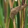 Cannareccione - Great reed warbler (Acrocephalus arundinaceus)