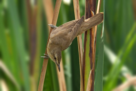 Cannareccione - Great reed warbler (Acrocephalus arundinaceus)