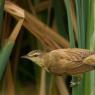 Cannareccione - Great reed warbler (Acrocephalus arundinaceus)