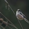 Codibugnolo - Long-tailed tit  (Aegithalos caudatus)