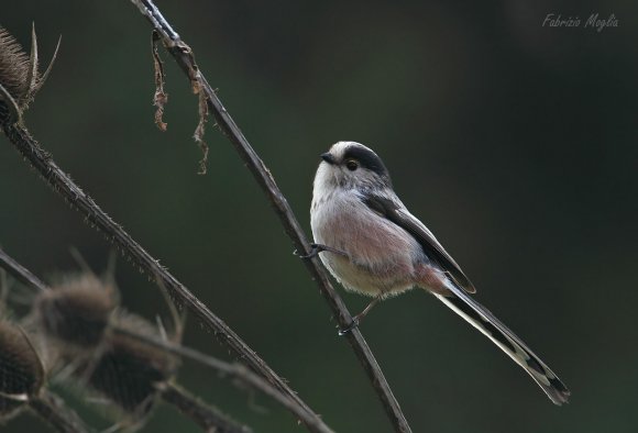 Codibugnolo - Long-tailed tit  (Aegithalos caudatus)