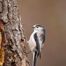 Codibugnolo - Long-tailed tit  (Aegithalos caudatus)