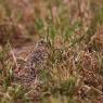 Allodola - Eurasian skylark (Alauda arvensis)