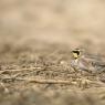 Allodola gola gialla - Horned lark (Eremophila alpestris)