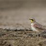 Allodola gola gialla - Horned lark (Eremophila alpestris)