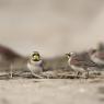 Allodola gola gialla - Horned lark (Eremophila alpestris)