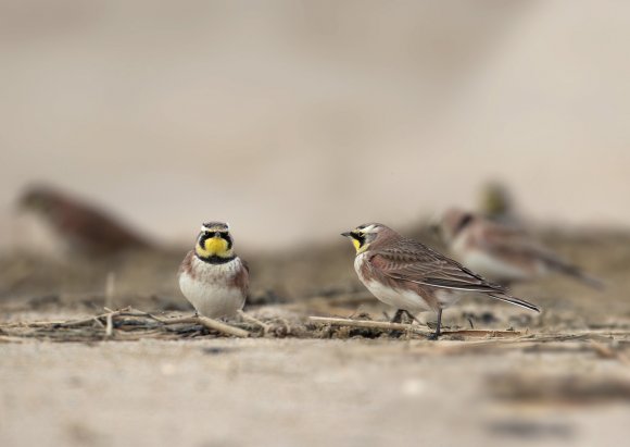 Allodola gola gialla - Horned lark (Eremophila alpestris)