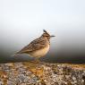 Calandra - Calandra lark (Melanocorypha calandra)