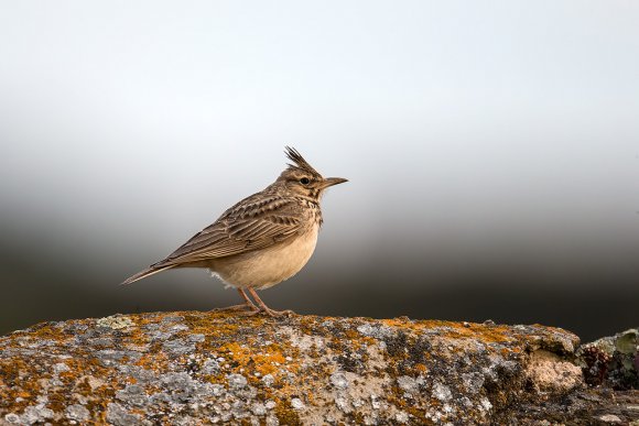 Calandra - Calandra lark (Melanocorypha calandra)