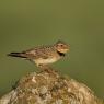 Calandra - Calandra lark (Melanocorypha calandra)