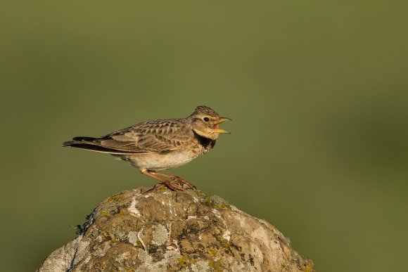 Calandra - Calandra lark (Melanocorypha calandra)